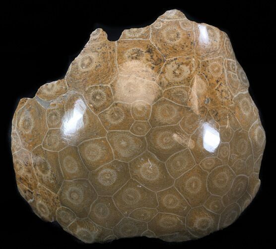 Polished Fossil Coral Head - Morocco #35372